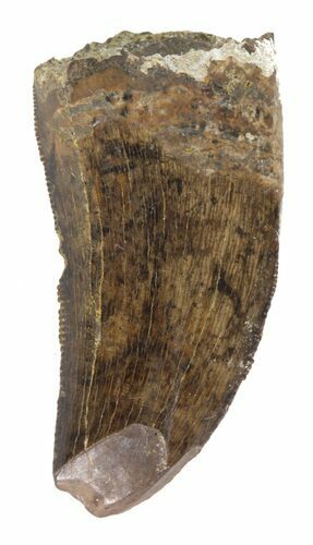 Serrated Tyrannosaur Tooth - Montana #42921